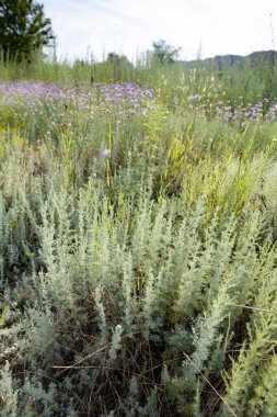 Karadeniz 'in sakin kıyı şeridi boyunca çeşitli renklerde parlak kır çiçekleri açarak pitoresk bir manzara oluşturur. Hafif bir esinti doğanın kokusunu taşıyor, huzuru ve yansımayı davet ediyor..