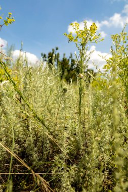 Karadeniz kıyısı yakınlarındaki yemyeşil araziye yayılmış parlak kır çiçekleri. Sıcak güneş ışığı canlı renkleri güçlendirir. Rüzgâr narin yaprakları usulca hışırdatır. Güzelliği kucaklar..