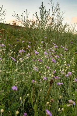 Mor kır çiçekleri, Karadeniz kıyısında hafif bir esintide dans eder. Gün batımında güzellikleri artar. Yakınlarda, yeşil otlar sallanıyor, sakin ve resimsel bir manzara yaratıyor..