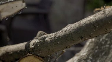 Büyüleyici bir ağaç kabuğu görüntüsü, sakin bir öğleden sonra sanatsal yapısını vurgulayan karmaşık dokularını ve renklerini gözler önüne serer. Güneş ışığı, ayrıntıları nazikçe aydınlatır. Keşifleri davet eder..