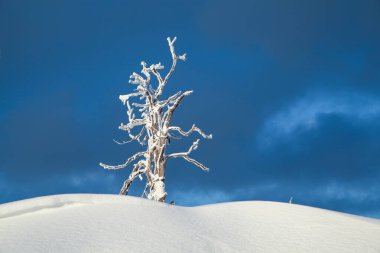 Kış ormanında karla kaplı ağaç