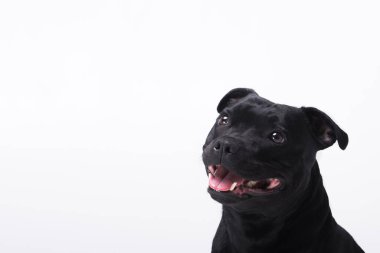 Gülümseyen mutlu köpek Staffordshire teriyeri beyaz arka planda, reklam afişi. Evcil hayvan bakımı, veteriner tıbbı, tımar, evcil hayvan malzemeleri. Yüksek kalite fotoğraf