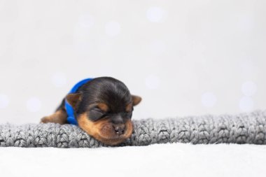 Yeni doğmuş köpek yavrusu Yorkshire Teriyeri 'nin portresi safkan, siyah köpek evcil hayvanı, sevimli yüz uykusu, veterinerlik hekimliği konsepti, hayvan bakımı, evcil hayvan ürünleri, reklam afişi, yazı için boş yer. Yüksek kalite