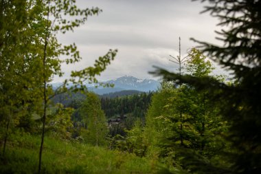 Sakin bir orman uzak dağların nefes kesici manzarasını sergiliyor. Bereketli yeşillik ön planı doldururken bulutlu bir gökyüzü sakin atmosfere ekleniyor..