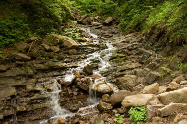 Uzun ağaçlar ve canlı yeşil yapraklarla çevrili sık bir ormanda sessiz bir dere esiyor. Güneş ışığı yaprakların arasından süzülerek sakin bir atmosfer yaratır..