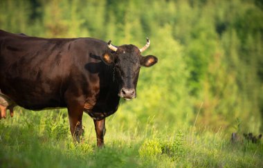 Güneşli bir günde, açık mavi gökyüzünün altında ağaçlarla dolu yeşil bir çayırda huzur içinde otlayan bir siyah inek..