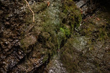 Kristal berrak su, yemyeşil yosunlarla bezenmiş kayaların üzerinden akar. Güneşli bir öğleden sonra ormanda huzurlu bir atmosfer yaratır..