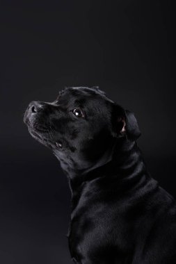 Siyah arka planda poz veren sevimli, ciddi, siyah bir köpek çerçeveye bakar. Evcil hayvan malzemeleri, tımar, evcil hayvan yiyeceği reklamı. Staffordshire Boğa Teriyeri dostu, itaatkar hayvan. - Evet. Yüksek