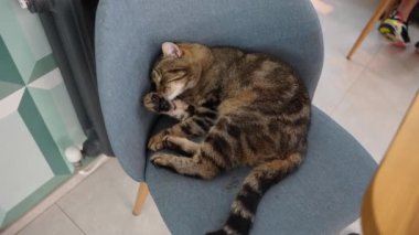 Bir kafede bir kedi sandalyede yıkanıyor.