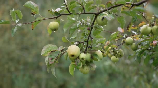 Muitas Grandes Maçãs Verdes Maduras Penduram Uma Macieira Jardim Cultivando — Vídeo de Stock