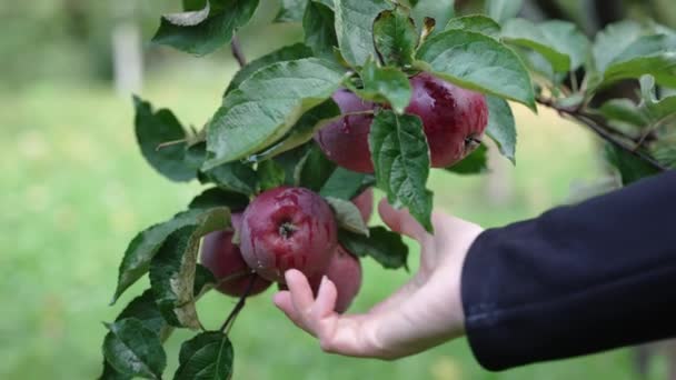 Frau Pflückt Roten Apfel Garten — Stockvideo