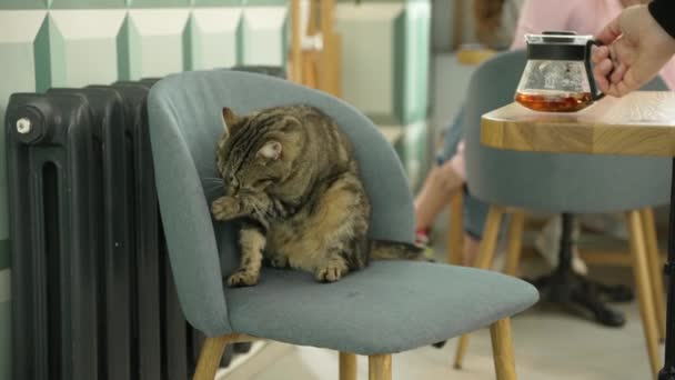 Плямистий Кіт Сидить Стільці Кафе Очищається — стокове відео