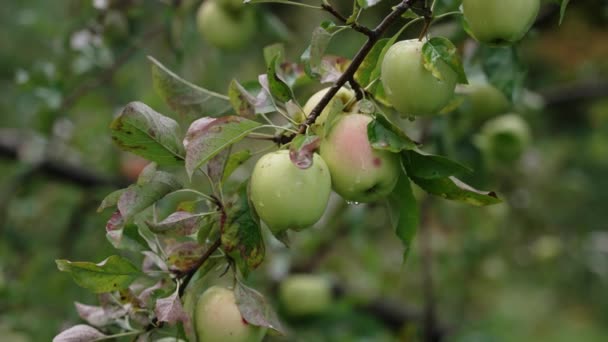 Nombreuses Grandes Pommes Vertes Mûres Sont Accrochées Pommier Dans Jardin — Video