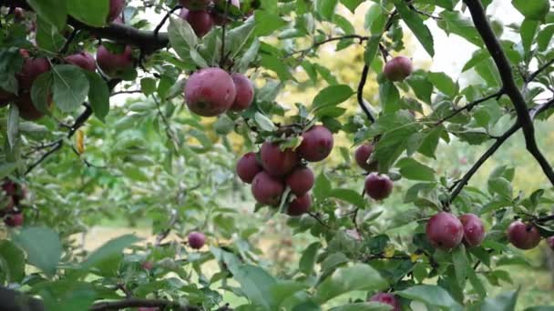 Bahçede Kırmızı Elma Toplayan Bir Kadın — Stok video