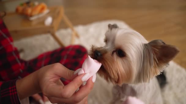 Hungry Unattended Pug Dog Sniffing Licking Marshmallows — Stock Video