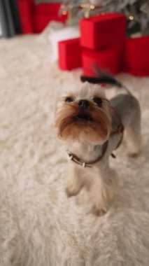 Küçük bir Yorkie köpeği odanın içinde koşuyor.
