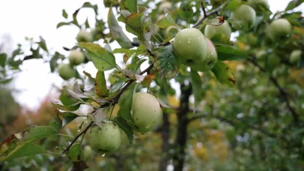 Viele Grüne Äpfel Auf Einem Ast — Stockvideo