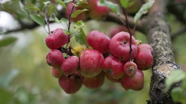 红甜的苹果挂在树枝上 — 图库视频影像