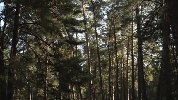 Bella Foresta Verde Aghi Verdi Foresta Densa Conifere Tronchi Alti — Video Stock