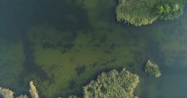 Rio Verão Superfície Rio Com Ervas Daninhas Balançando Córrego — Vídeo de Stock
