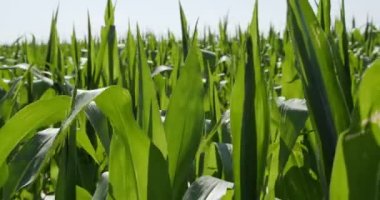 Mısır yetiştiriyorum. tahıl. tarım