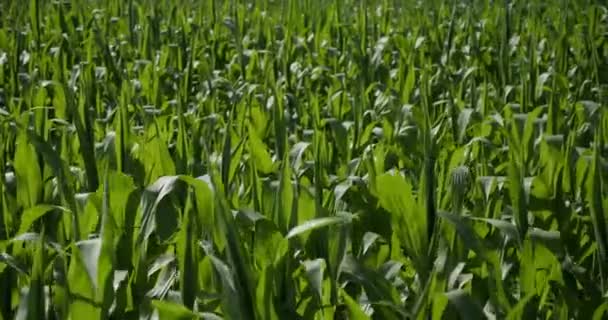 Corn Field Daylight Agricultural Industry — Stock Video