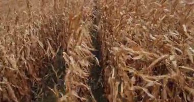 Ukrayna 'da bir sonbahar tarlasında mısır hasadı. Yüksek kalite 4k görüntü