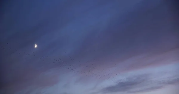 Kızıl günbatımının arka planında genç Hilal ayı. Ay, yüzen bulutların arasında, pembe bir günbatımında batıyor. Bulutlar gün batımında yüzer.