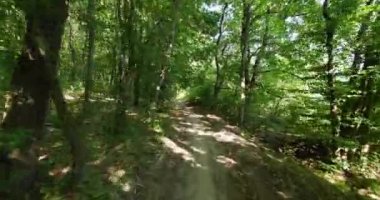 Yoğun yeşil bir ormanda yürüyüş.