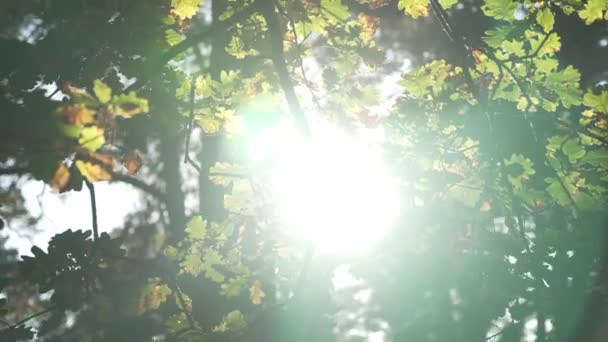 Rayos Brillantes Del Sol Atraviesan Las Hojas Roble Bosque Día — Vídeo de stock
