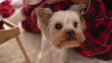 Komik bir Yorkshire teriyeri küçük burnuyla kamerayı kokluyor. Yumuşak ağızlıklı bir köpek.