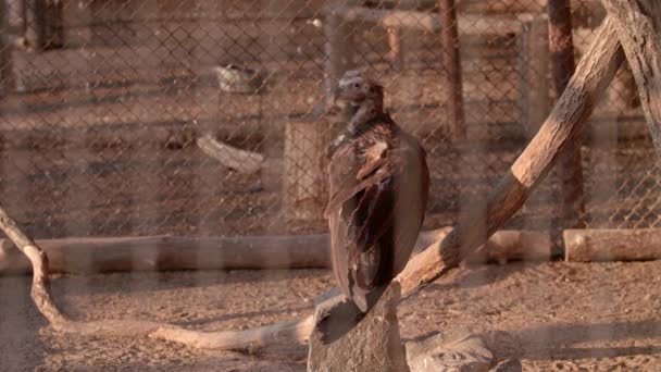 Buitre Agita Sus Alas Una Rama Aviario Zoológico — Vídeos de Stock