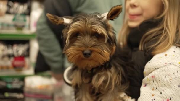 Smuk Ung Kvinde Holder Lille Fluffy Hund Armene Dyrehandel – Stock-video