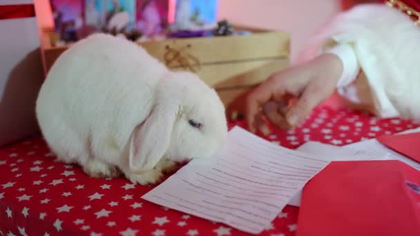 Белый Кролик Помогает Санте Выбирать Детские Открытки Сидя Столе Своей — стоковое видео