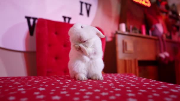 Little White Fluffy Cute Rabbit Washes Long Ears Close Rabbit — Video Stock