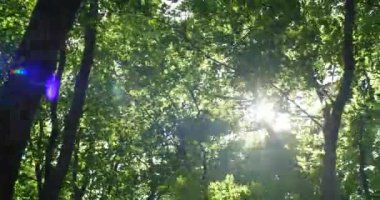 Güneş ışınları yeşil yaprakların arasında parıldıyor.