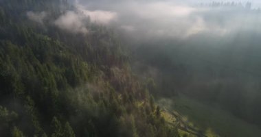 The Fog Is Thickening In The Carpathian Forest. High quality 4k footage