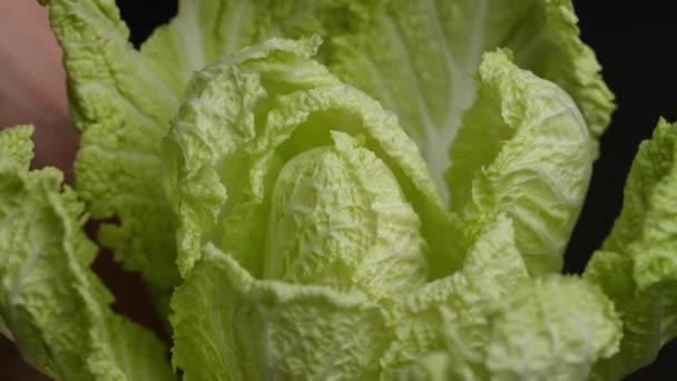 Man Takes Chinese Cabbage His Hands Prepare Salad — Stockvideo