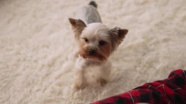 Drink morning coffee in a cozy house where a small York dog lives