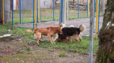 Fight of stray dogs on the street 4K