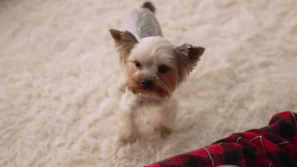 Drink Morning Coffee Cozy House Small York Dog Lives — Video