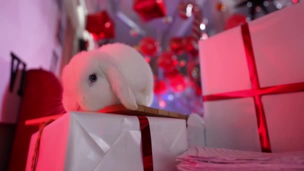 Close Rabbit Sitting Boxes Gifts Celebrating New Year Christmas — Wideo stockowe
