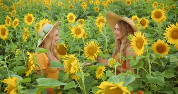 Two Sexy Girls Sunflower Field — Stockvideo
