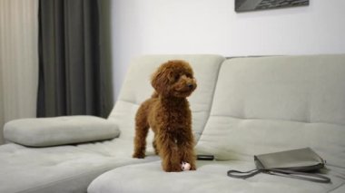 Small cute domestic dog is standing on the bed, playing with rubber toy on the sofa. A small funny brown long-haired dog is holding a toy