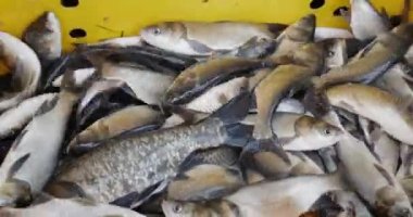 The poacher caught a lot of fish