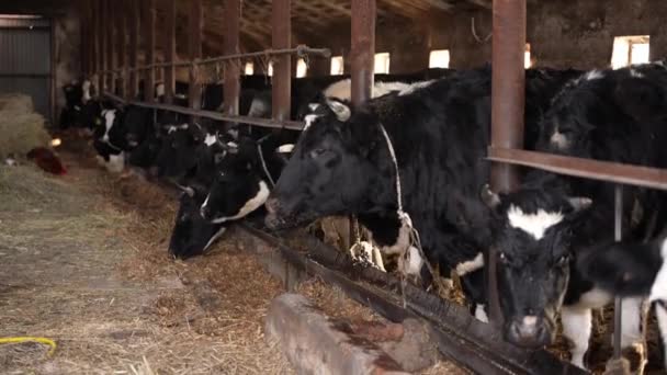 Schwarze Und Weiße Kühe Fressen Heu Einem Kuhstall Auf Einem — Stockvideo