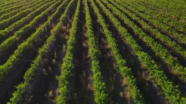 Agriculture Carrot Field Summer Rows Plant Drone Aerial View — Video Stock