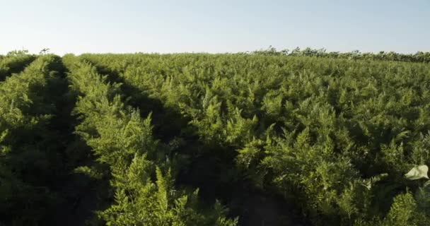Paisaje Una Plantación Arbustos Zanahoria Verde Agricultura Ecológica Cultivando Comida — Vídeos de Stock