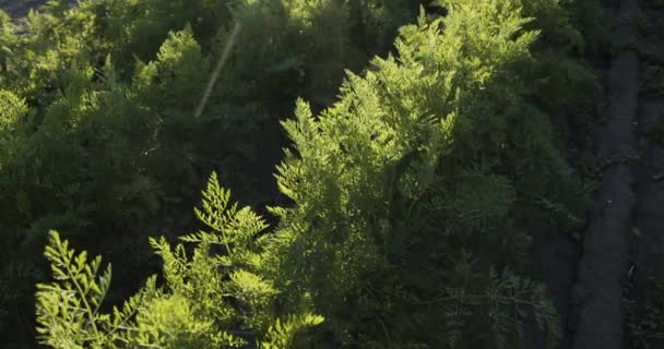 Ett Landskap Plantage Gröna Morotsbuskar Ukrainas Ekologiska Jordbruk Odlar Mat — Stockvideo