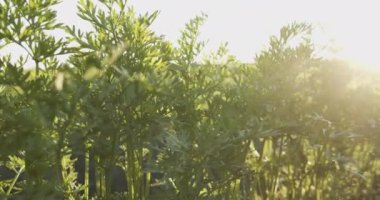 Green haulm Bushes of carrots, close-up view, macro.